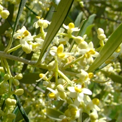 olive-fiori-di-bach